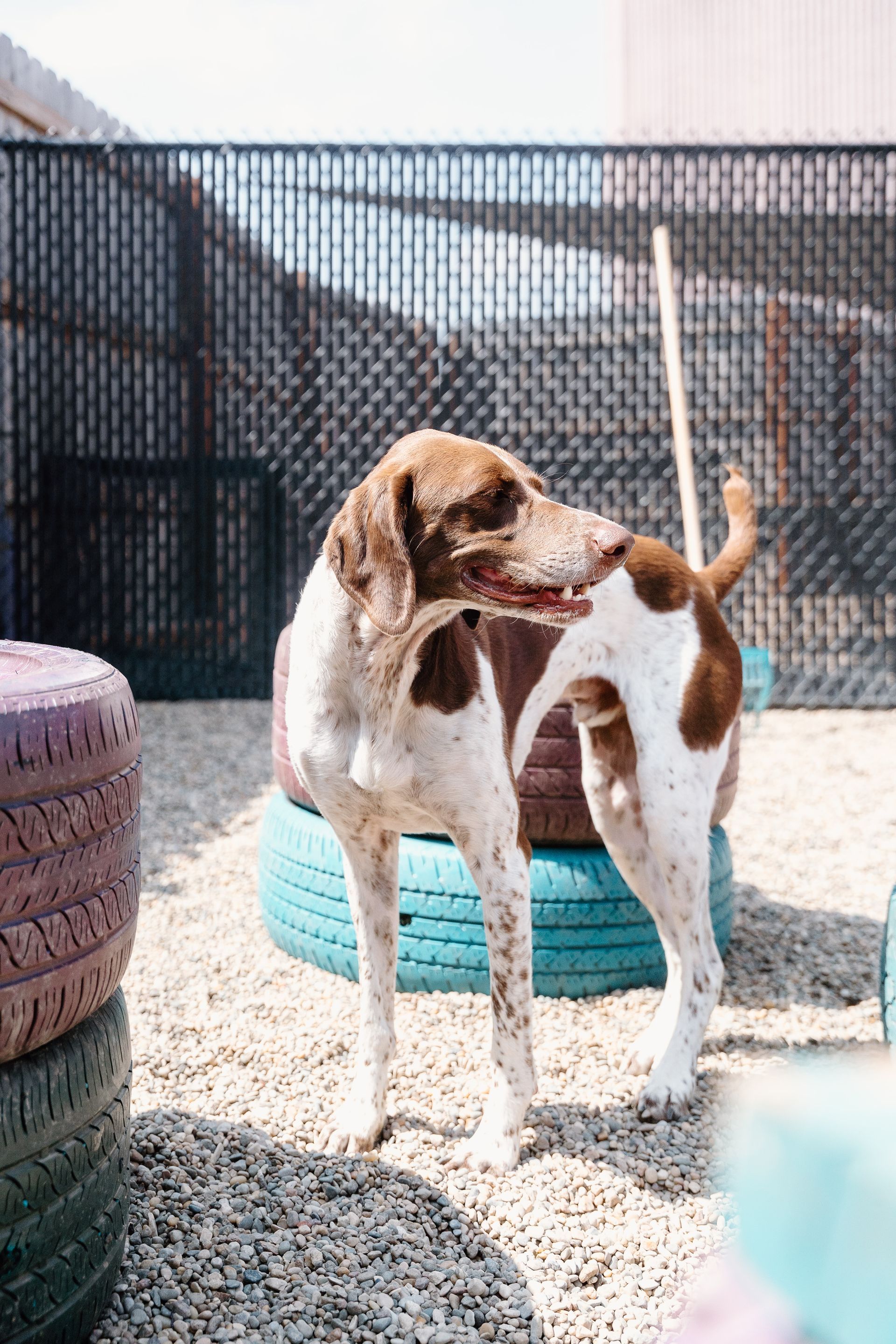 A brown and white dog is standing next to a pile of tires.