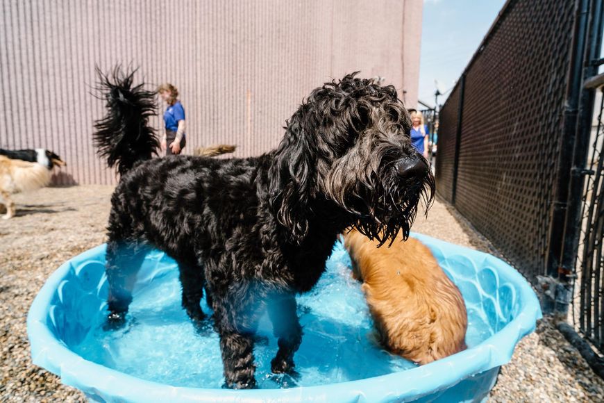 A black dog is standing in a blue pool of water.