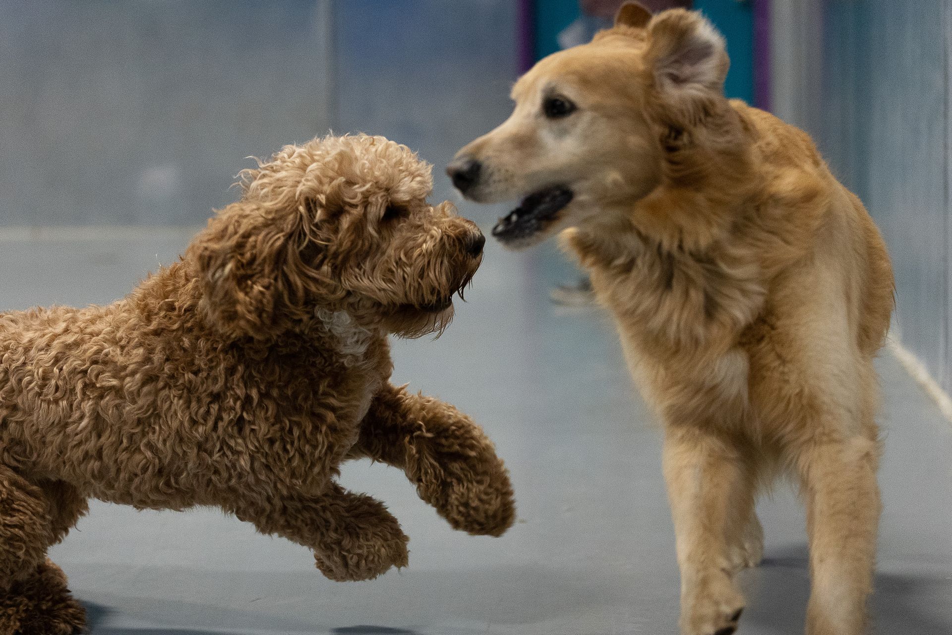 Two dogs are playing with each other in a room.