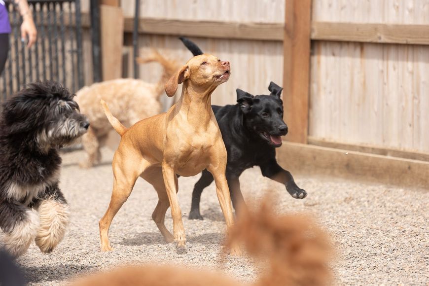 A group of dogs are playing in a dog park.