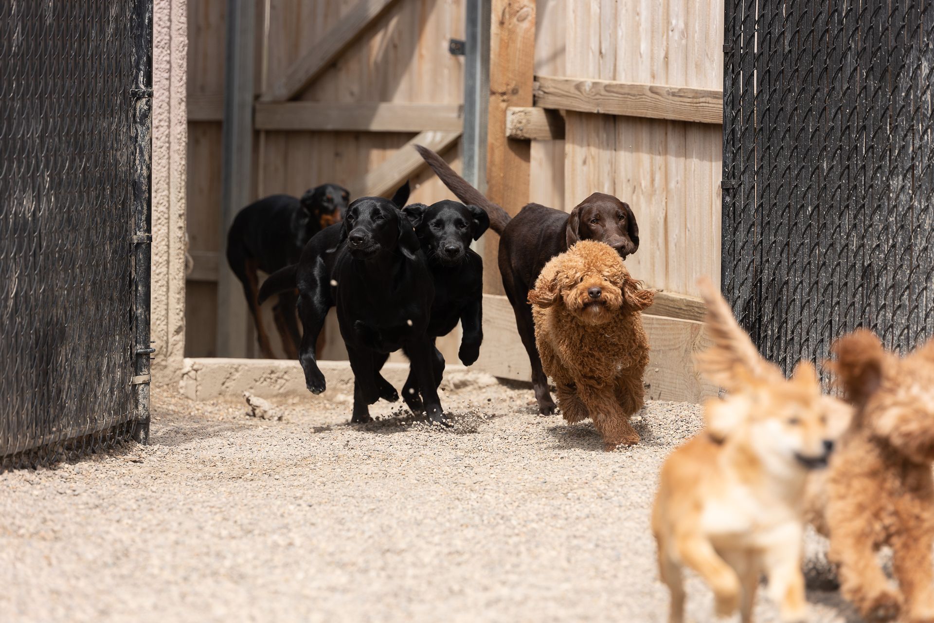 A group of puppies are running in a fenced in area