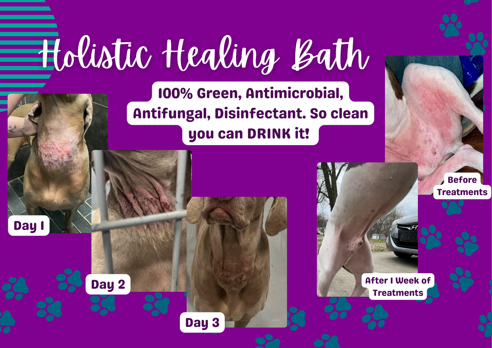 A poster for a holistic healing bath for animals.