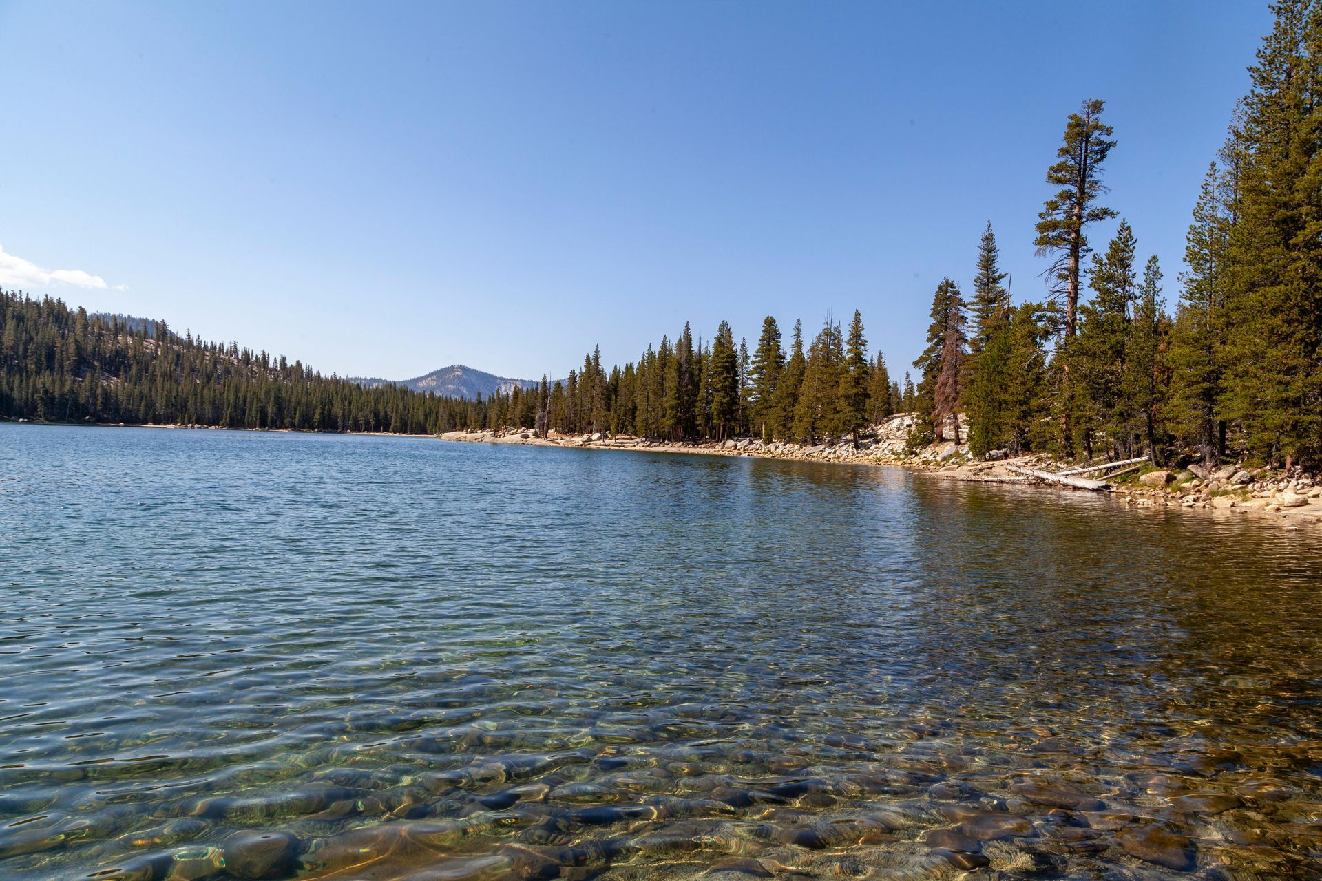 Clear mountain lake with a rocky shoreline and a dense pine forest under a bright blue sky.