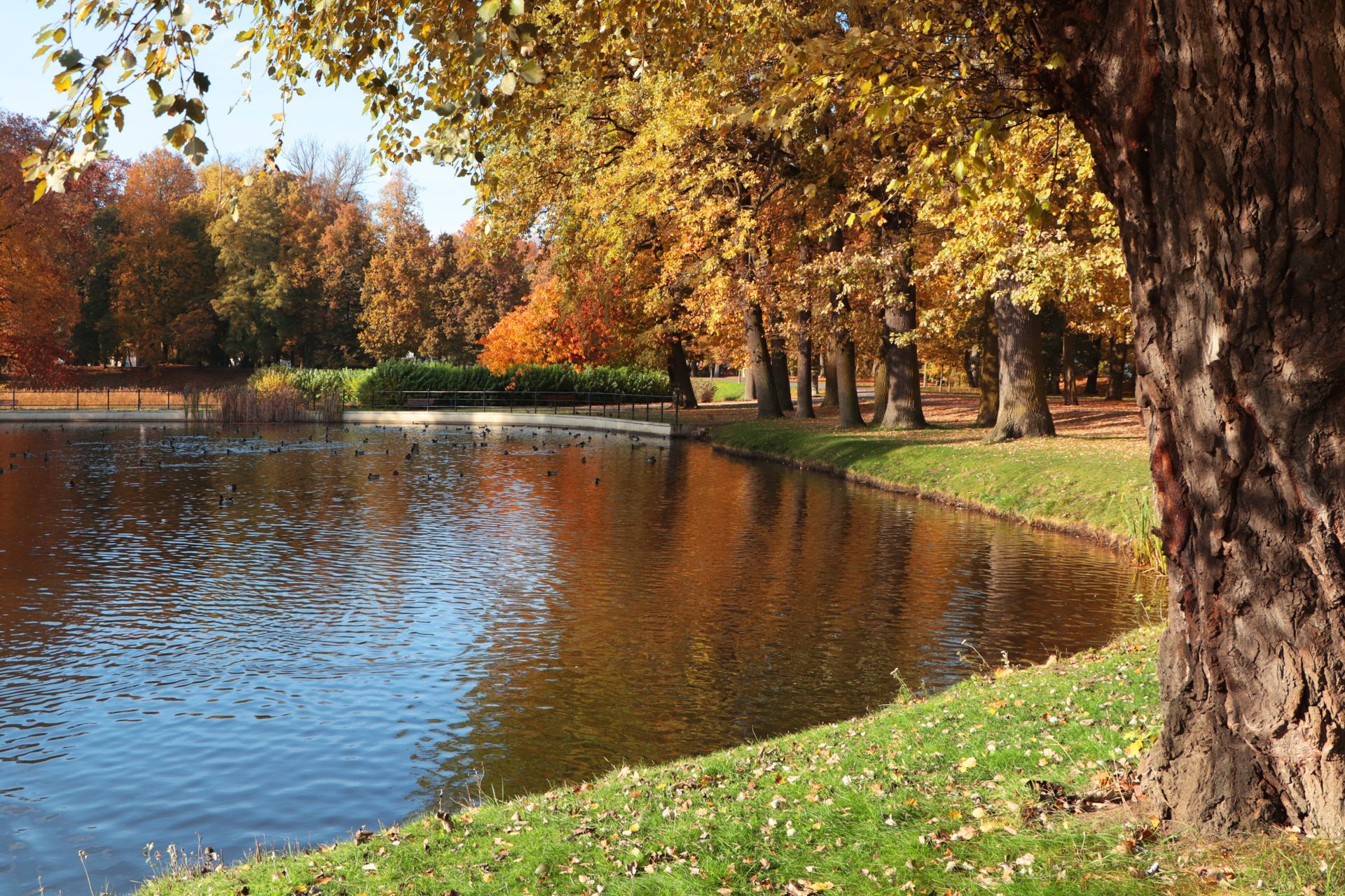 A tranquil pond reflecting golden autumn trees, with a large, textured tree trunk in the foreground.