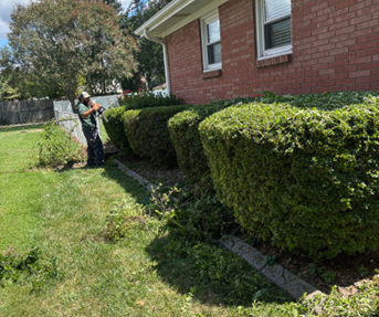 Person trimming bushes in front of a brick house. Green bushes, grass and clear sky.