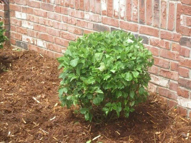 A green leafy shrub with brown mulch at its base, set against a red brick wall.