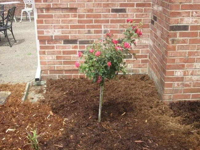 A rose bush with pink flowers grows in front of a brick wall, surrounded by brown mulch.