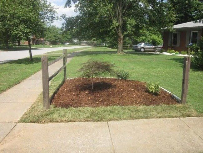 Small tree in a mulched garden bed framed by a wooden fence on a front lawn. Green grass surrounds.