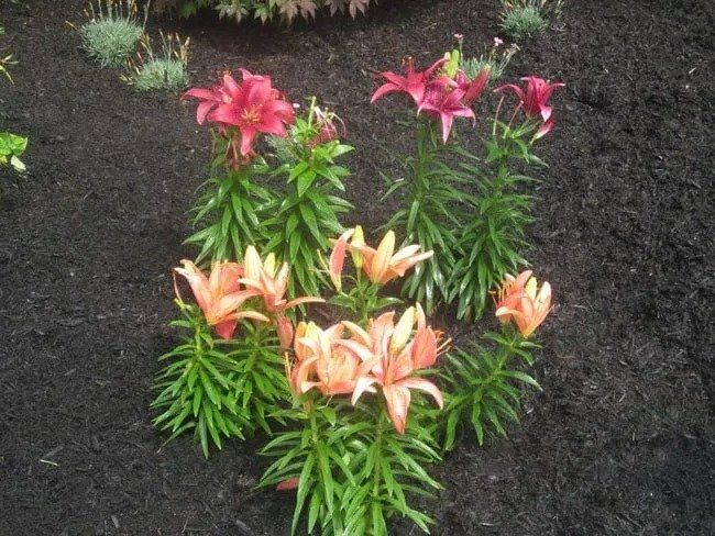 Clusters of orange and red lily flowers in a dark mulch bed, surrounded by green foliage.