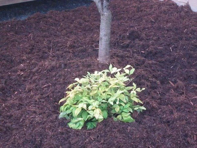 A small bush with light green foliage surrounded by dark brown mulch at the base of a tree.