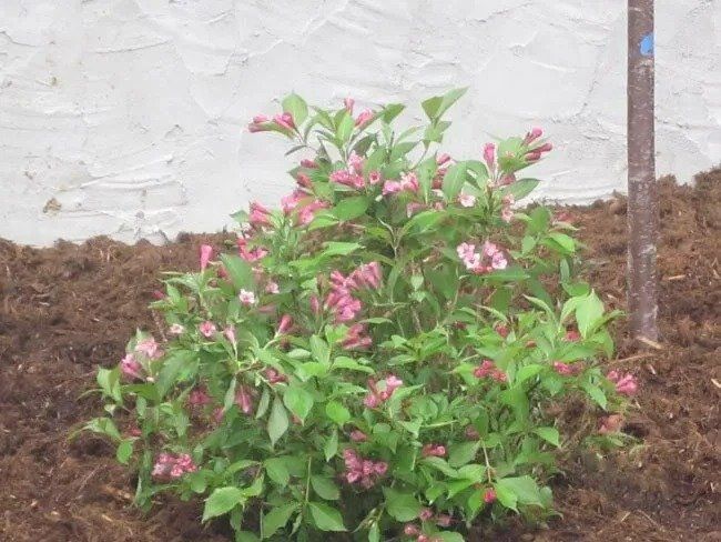 A blooming Weigela shrub with pink flowers and green leaves, mulched, near a wall and a brown pole.
