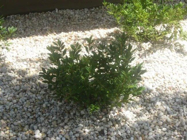 Green shrub surrounded by small white pebbles in a sunny outdoor setting.