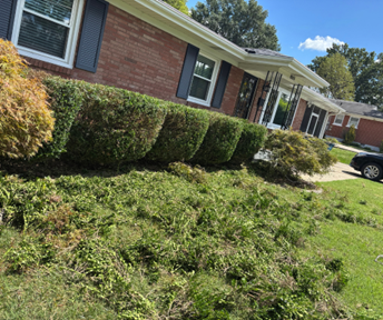 A brick house with trimmed hedges and a pile of green trimmings on the lawn.