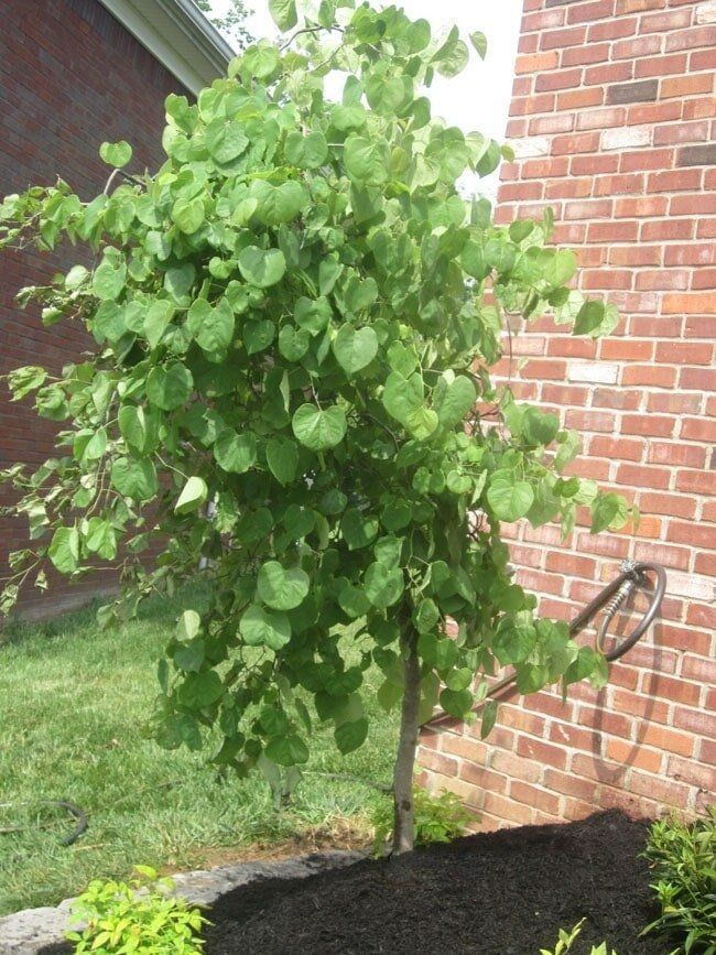 Small tree with round green leaves growing beside a red brick wall. Dark mulch covers the ground at its base.