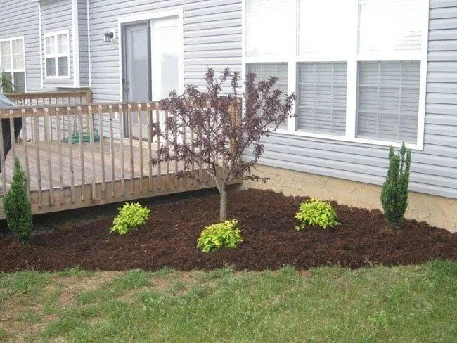 A small garden bed with a tree, shrubs, and dark mulch in front of a house with a deck.