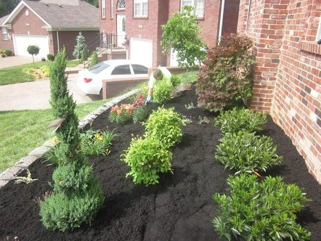 Front yard landscaping with dark mulch, various green shrubs, a red-leafed bush, and a spiral-shaped evergreen near a brick house.