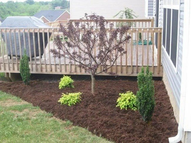 A landscaped backyard garden with a small tree and shrubs next to a wooden deck. Brown mulch covers the ground.