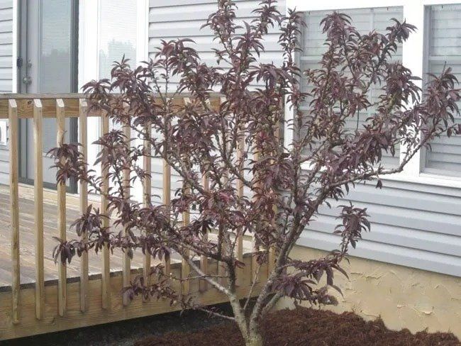 A small tree with reddish-purple leaves grows next to a wooden deck and a white-framed window.