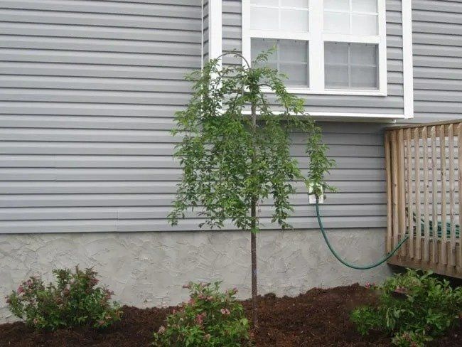 A weeping tree in front of a house with gray siding, with two small bushes and a water hose.