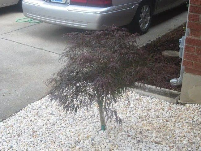 Small Japanese maple tree with dark red leaves, surrounded by white gravel. Beside a brick wall and driveway with a car.