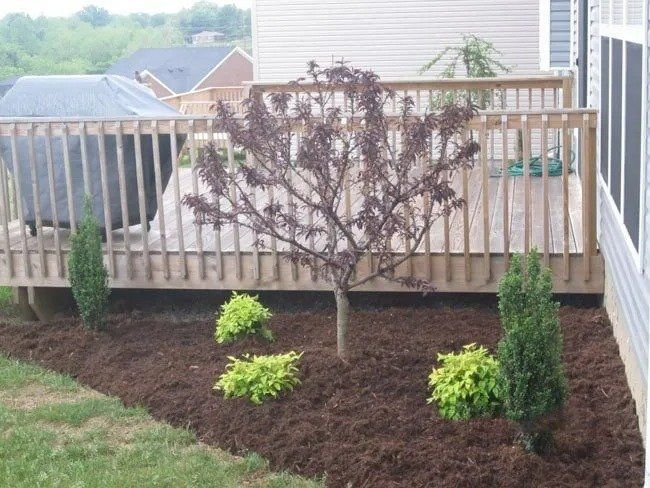 A small tree with purple leaves and evergreen plants in a mulched bed next to a wooden deck.