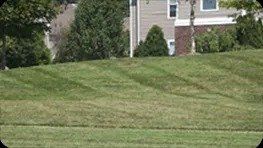 Green lawn with diagonal mowing patterns in front of a house and trees.