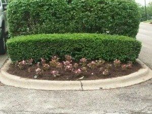 Raised garden bed with trimmed green hedges and small pink flowers, set in a concrete curb, next to a paved area.