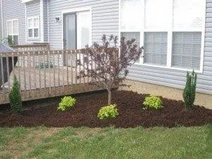 A backyard with a wooden deck and a garden bed with a small tree, mulch, and various green plants.
