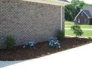 Brick building exterior with mulch and shrubs. Blue flowers are in bloom.