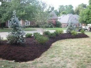 A landscaped garden bed with dark brown mulch and small evergreen trees, in front of a brick house and lawn.