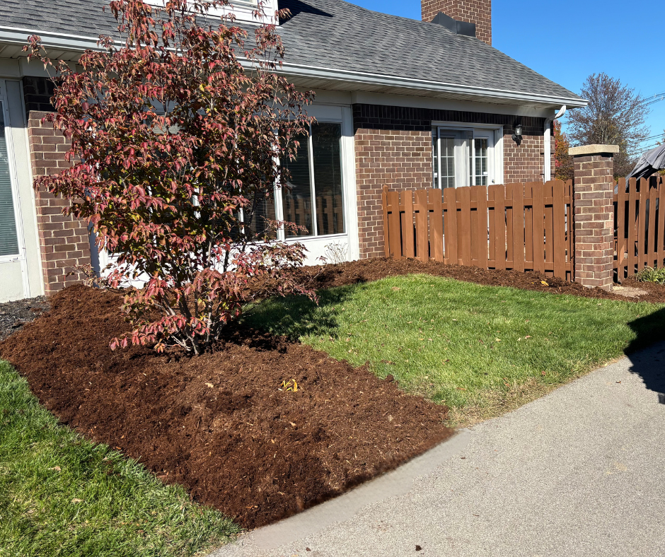 A tree with reddish leaves sits in a mulched garden bed in front of a brick house with a wooden fence.