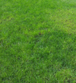 Green lawn with varying shades, indicating sunlight and shadows.