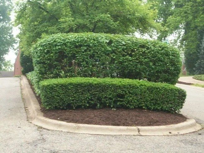 Well-manicured green hedges border a curved driveway, with mulch below and trees in the background.