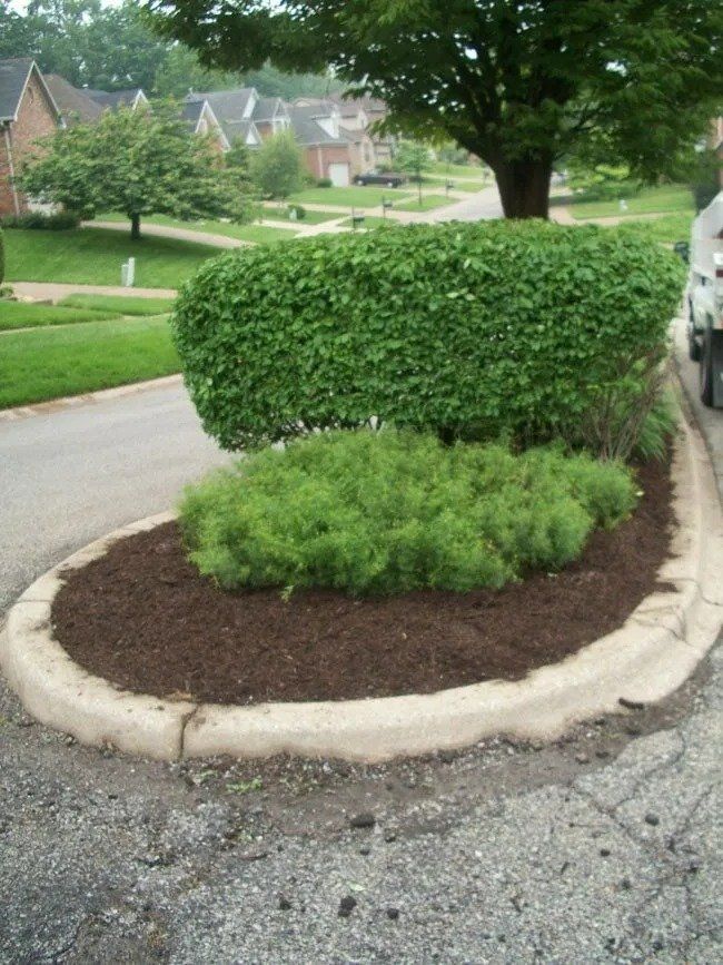 Curved landscaped island in a residential street, featuring trimmed green bushes and dark brown mulch.