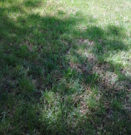 Green grass partially shaded by a tree with some discolored patches.
