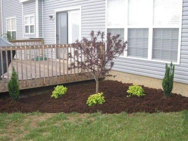 Backyard landscaping with a small tree, green shrubs, and dark mulch near a wooden deck and a siding-covered house.