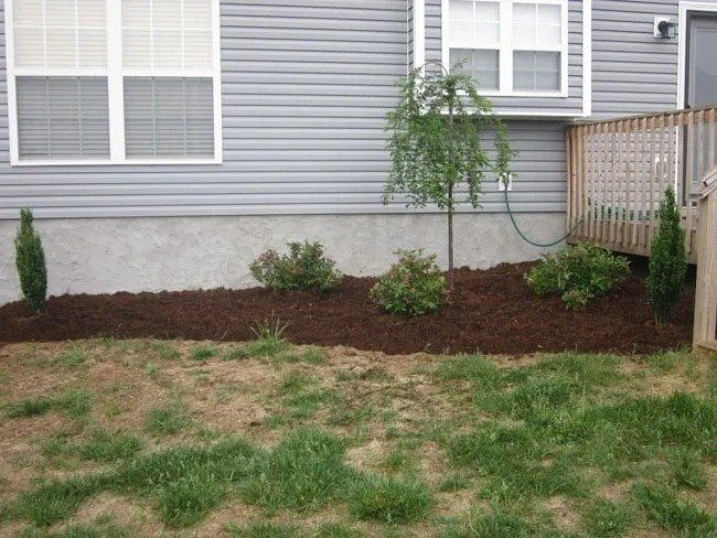 Backyard with house, mulch bed, small trees, shrubs, and some green grass.
