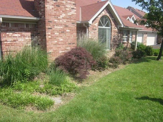 A brick house with a lawn and a garden bed with plants and a reddish-brown shrub.