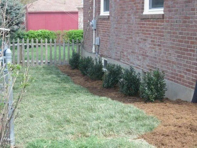 Green bushes and lawn bordered by wood chips along a brick building with a white window. A picket fence is behind the bushes.