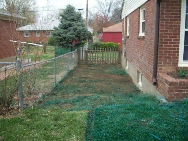 Side yard with chain link fence, wooden gate, and brick house. Brown grass is being seeded, with green dye.