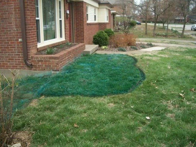 Lawn with a patch of bright green grass in front of a brick house. Black edging defines the patch.