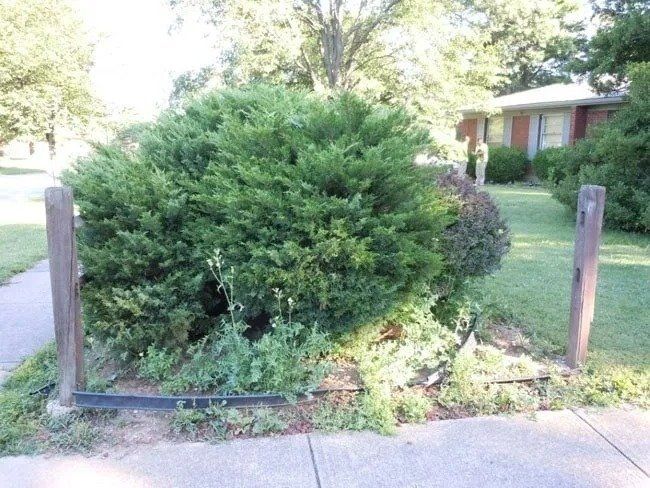 A large, green bush contained by a wooden frame next to a sidewalk. A residential house is in the background.