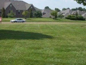 Green grassy field with a car driving past houses in the background. Sunny day.