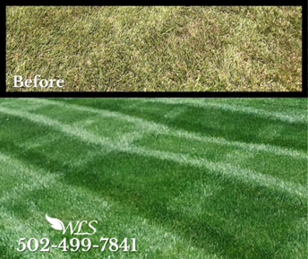Before and after of a lawn. Top: dry, sparse grass. Bottom: lush, striped, green grass with landscaping company's logo and phone number.
