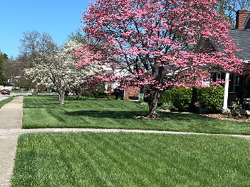 Lawn with freshly cut grass, flowering pink and white trees, and houses on a sunny day.