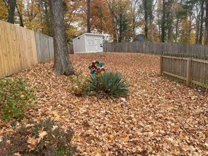 A backyard filled with lots of leaves and a shed.