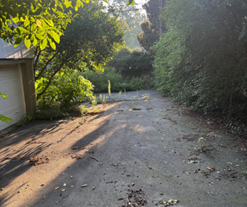 A concrete driveway overgrown with weeds and debris, flanked by trees and greenery. Soft sunlight illuminates the scene.