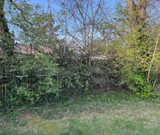 A dense thicket with bare branches and fresh green leaves under a clear blue sky. 