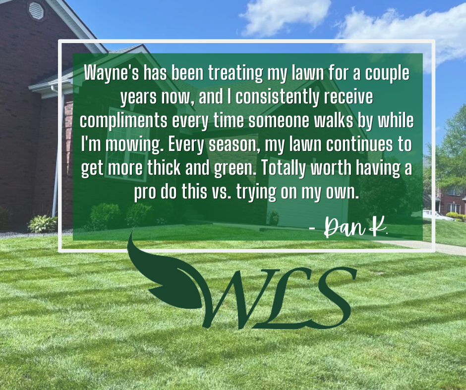 Review From Dan K – Louisville, KY – Wayne's Lawn Service