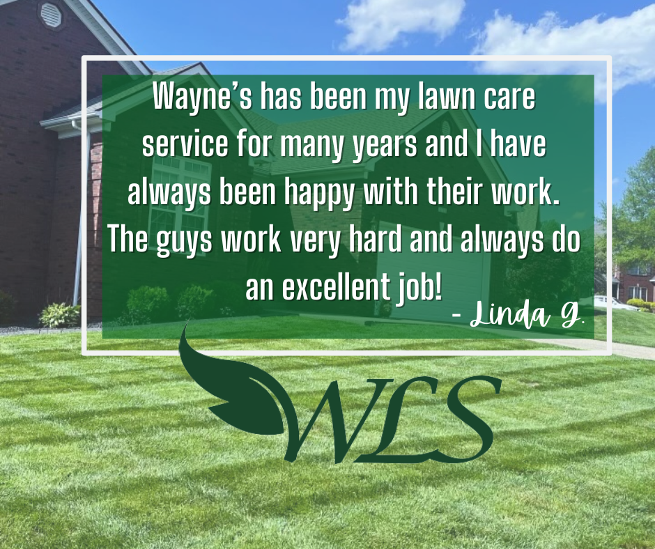 Review From Linda G – Louisville, KY – Wayne's Lawn Service